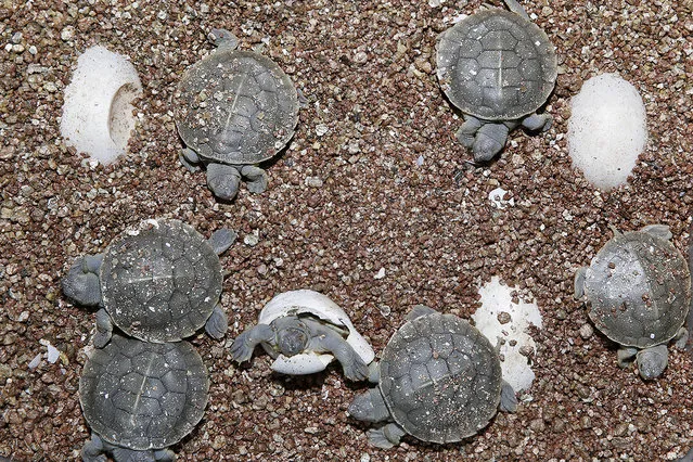 Singapore Zoo welcomes critically endangered Southern river terrapins. (Photo by Wildlife Reserves Singapore)