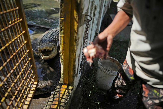 Rusli Paraili, a crocodile handler, feeds a rescued crocodile kept inside an enclosure in Budong-Budong, West Sulawesi, Indonesia, Monday, February 24, 2025. (Photo by Dita Alangkara/AP Photo)