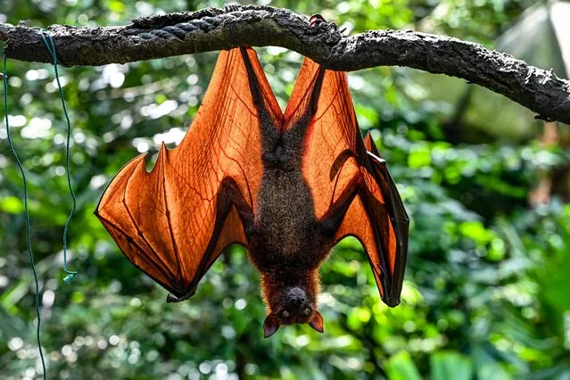 A Malayan flying fox hangs on a branch at Singapore Zoo fragile forest biodome in Singapore on October 25, 2022. (Photo by Roslan Rahman/AFP Photo)