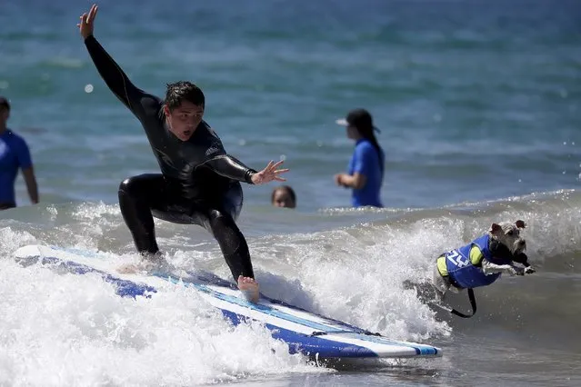 A man and his dog surf during the Surf City Surf Dog Contest in Huntington Beach, California, United States, September 27, 2015. (Photo by Lucy Nicholson/Reuters)