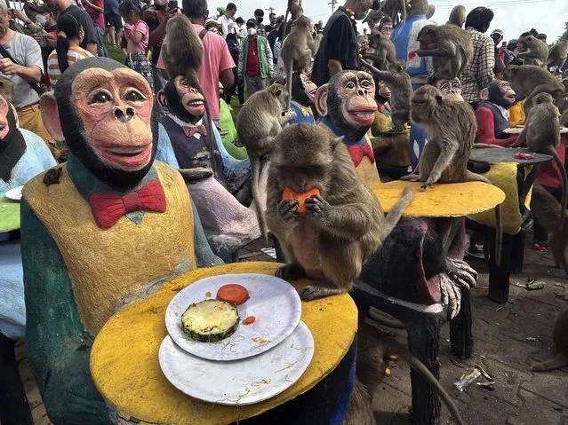Monkeys enjoy fruit during monkey feast festival in Lopburi province, Thailand. Sunday, November 27, 2022. (Photo by Chalida EKvitthayavechnukul/AP Photo)