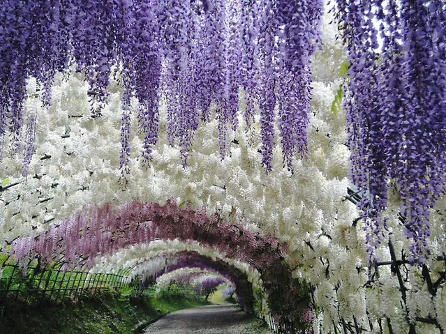 Kawachi Fuji Garden In Japan