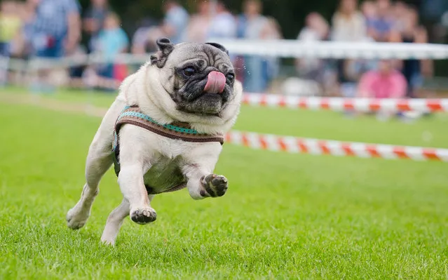 A pug competes during the 5th southern Germany pug and bulldog race in Wernau, southern Germany, on September 4, 2016. (Photo by Christoph Schmidt/AFP Photo/DPA)