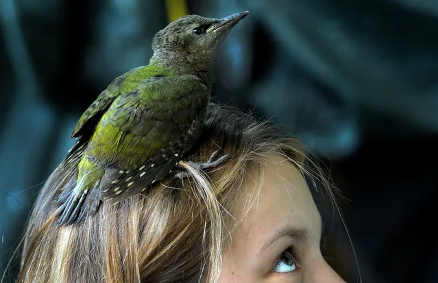 A nestling of the grey-headed woodpecker (Picus canus) falls out of his hollow as he stays on a girl's head near the village of Vasilyevskoye, some 90 km west of Moscow, on June 29, 2016. (Photo by Sergei Gapon/AFP Photo)