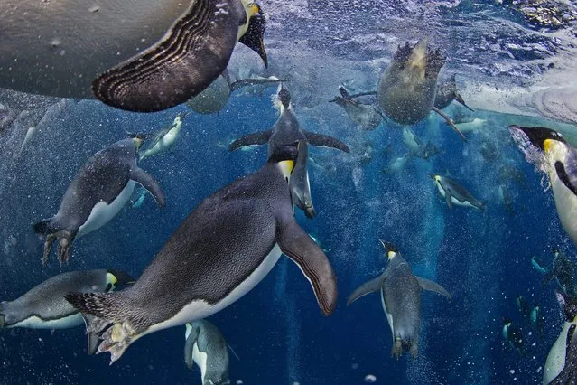 This image by Canadian photographer Paul Nicklen, National Geographic magazine, from the series “Emperor Penguins, Ross Sea” won 1st prize in the Nature Stories category of the 56th World Press Photo Contest, it was announced by the organizers in Amsterdam, The Netherlands, on 15 February 2013. It shows a group of Emperor Penguins swimming in the Ross Sea, Antarctica, on 18 November 2011. Even though they have evolved an incredibly advanced bubble physiology the greatest challenge they face is the loss of sea ice that supports their colonies and ecosystem. New science shows that Emperor Penguins are capable of tripling their swimming speed by releasing millions of bubbles from their feathers. These bubbles reduce the friction between their feathers and the icy seawater, allowing them to accelerate in the water. They use speeds of up to 30 kilometers per hour to avoid leopard seals and to launch themselves up onto the ice. (Photo by Paul Nicklen/EPA)