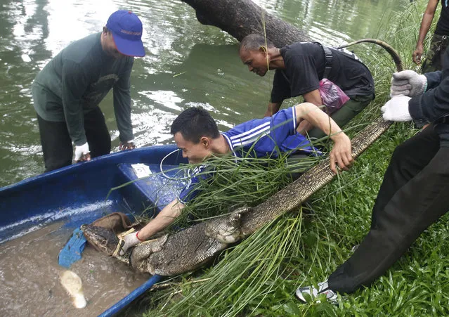 Thai officers catch a monitor lizard in a snare at Lumpini Park in Bangkok, Thailand, Tuesday, September 20, 2016. (Photo by Sakchai Lalit/AP Photo)