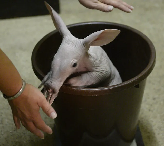 One of the newest additions to the Prague Zoo, an aardvark cub being weighed at Prague ZOO, Czech Republic, September 16, 2016. (Photo by Michal Krumphanzl/CTK via ZUMA Press)