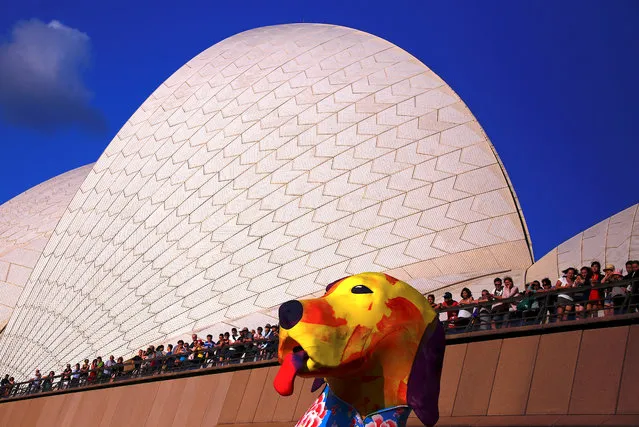 Spectators look at a large dog-shaped lantern as part of celebrations in Sydney, Australia February 16, 2018. (Photo by David Gray/Reuters)