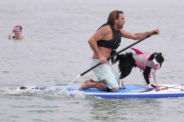 Benn Gray and Boo compete at Dog Masters Festival a dog on a paddle board contest near Poole in Dorset, England, Sunday, July 27, 2025. (Photo by Kirsty Wigglesworth/AP Photo)
