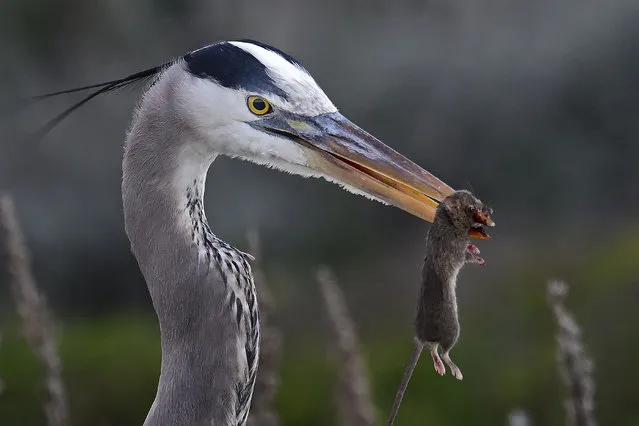 A blue heron eats a gopher in Pacific Grove, California on January 30, 2023. (Photo by Rory Merry/ZUMA Press Wire/Rex Features/Shutterstock)