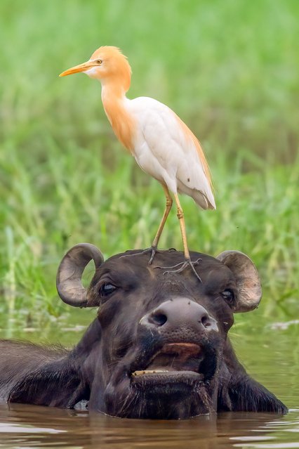 An egret lands on a buffalo’s head in Sukhna Lake, northern India, in the first decade of August 2025, to eat the flies and insects buzzing around it. (Photo by Anuj Jain/Solent News & Photo Agency)