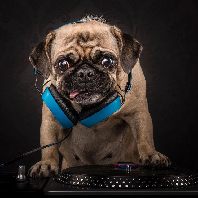 Pictured is Pug Master Flash. (Photo by Caters News Agency/Dog Photographers)