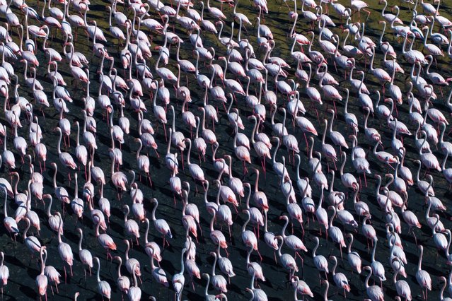 An aerial view of flamingos observed in a bird sanctuary near Sariyar Dam in Cayirhan town of Nallihan district, Ankara, Turkiye on September 10, 2025. The Bird Sanctuary hosts numerous bird species. While many spend the summer here and migrate south in winter, the species include flamingos and pelicans. (Photo by Harun Ozalp/Anadolu via Getty Images)