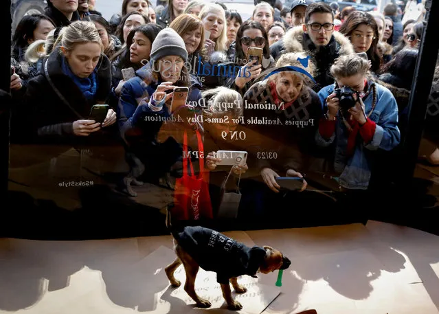 People look at puppy playing in a window display of Saks Fifth Avenue, promoting pet adoption on the occasion of National Puppy Day, in New York, U.S., March 23, 2018. (Photo by Brendan McDermid/Reuters)
