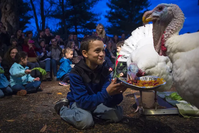 Aiden Burgos, 7, feeds rescued turkeys, that are guests of honor, their favorite Thanksgiving foods instead of being eaten to celebrate the holidays during the Farm Sanctuary's Celebration for the Turkeys event at the Burleigh Manor Animal Sanctuary and Eco-Retreat in Ellicott City, MD on Saturday, November 07, 2015. (Photo by Jabin Botsford/The Washington Post)