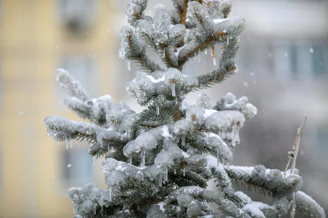 A spruce tree branches covered in ice are seen after an ice storm in a street in Vladivostok, Russia, Friday, November 20, 2020. (Photo by Aleksander Khitrov/AP Photo)