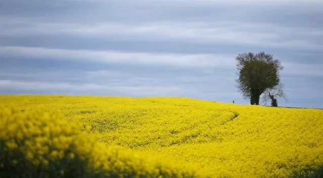 A tree is pictured in a blooming rapeseed field near Mareuil in the Dordogne region of France April 14, 2016. (Photo by Phil Noble/Reuters)