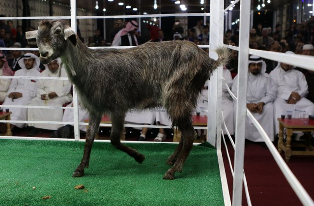 A Goat is displayed on a stage for animal breeders and collectors during a rare levant goat auction and exhibition on April, 27, 2018, in Amman, Jordan. (Photo by Salah Malkawi/Getty Images)