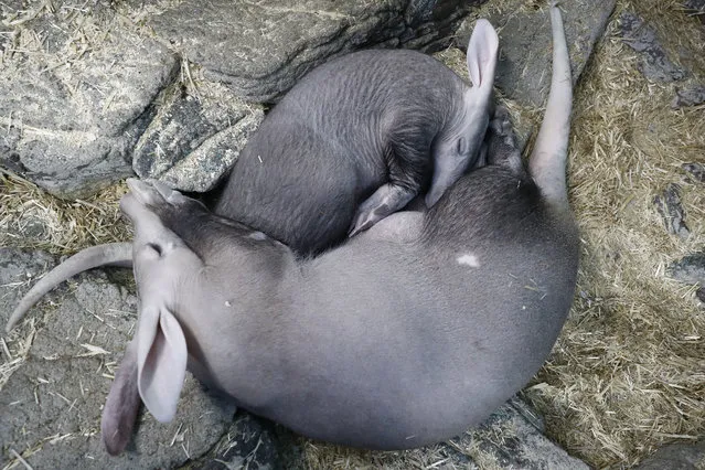 In this April 6, 2018, photo, Winsol, an aardvark born in December, above, rests alongside his mother Ali at the Cincinnati Zoo & Botanical Garden in Cincinnati. The zoo has been collecting and sending milk samples from Ali to the Smithsonian's National Zoo and the Smithsonian's Exotic Animal Milk Repository for study. (Photo by John Minchillo/AP Photo)