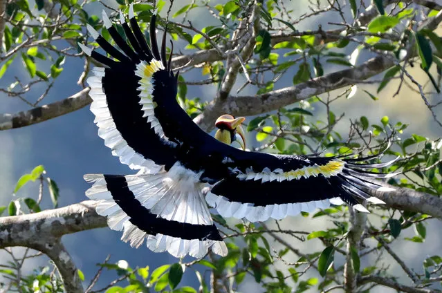 A great hornbill (Buceros bicornis) also called concave-casqued hornbill and one of the larger members of the hornbill family, lands on the branch of a banyan tree with fruits, Bago Region, Myanmar, 16 December 2020. (Photo by Lynn Bo Bo/EPA/EFE)