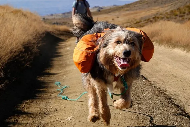 Weka the bearded collie carries his bed and belongings in a Ruffwear backpack in Kopuwai, New Zealand on April 15, 2023. (Photo by Murdo MacLeod/The Guardian)