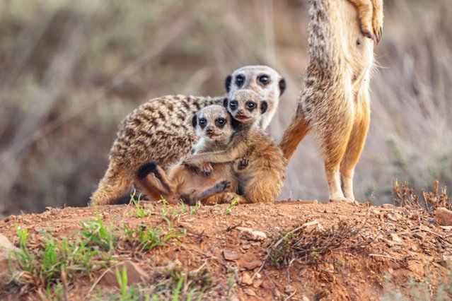 A meerkat stands guard as her pups cuddle at Mountain Zebra National Park, South Africa early November 2025. (Photo by Nadine Leonard/Two Point O Media)