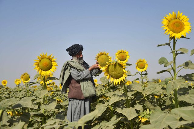 An Afghan farmer works at a sunflower field in the Panjwai district of Kandahar province on October 21, 2025. (Photo by Sanaullah Seiam/AFP Photo)