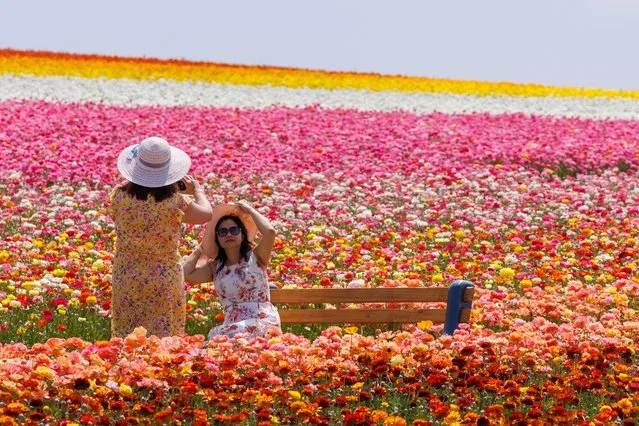 Friends take pictures of themselves amid a field of giant Tecolote Ranunculus flowers at the Flower Fields in Carlsbad, California, U.S., April 27, 2023. (Photo by Mike Blake/Reuters)