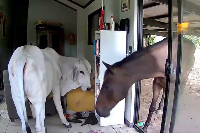 This frame grab taken from video footage provided by Andrew Mackay on December 10, 2025 shows a bull and a horse inside the Australian lawmaker's house in Darwin. Andrew Mackay, a Northern Territory politician, posted the incriminating evidence from his pet cam to social media at the weekend, showing how he came home to discover his pet dog had let a bull and a horse into his living room. (Photo by Courtesy of Andrew Mackay/AFP via Getty Images)