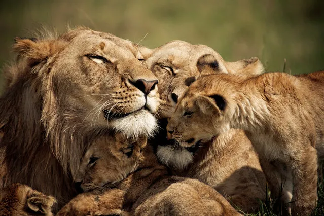 “Family Time”. A lion and lioness share some quality time with their cubs. Location: Governor's Camp, Kenya. (Photo and caption by Brandon Harris/National Geographic Traveler Photo Contest)