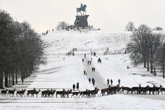 A herd of deer walks through the snow in Windsor, Britain on January 24, 2021. (Photo by Toby Melville/Reuters)