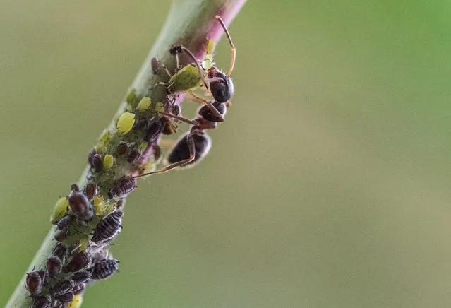 An ant milks honeydew from aphids in a garden in Rottweil, southern Germany on June 6, 2018. (Photo by Silas Stein/AFP/DPA)