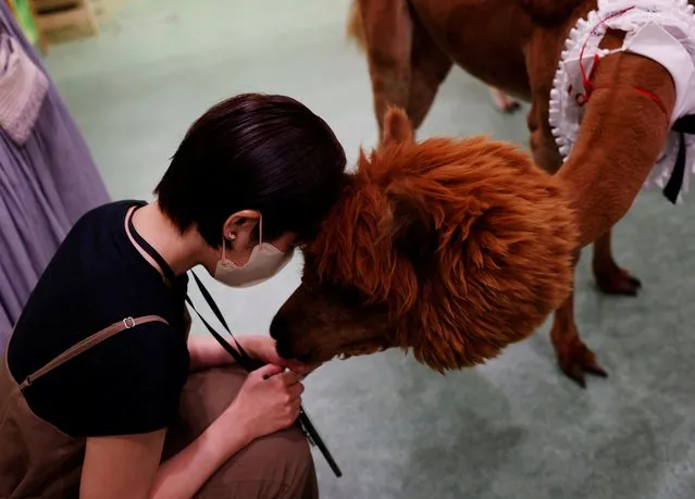 A woman interacts with an alpaca named Akane while she visits Alpaca Fureai Land in Tokyo, Japan on June 21, 2023. (Photo by Kim Kyung-Hoon/Reuters)