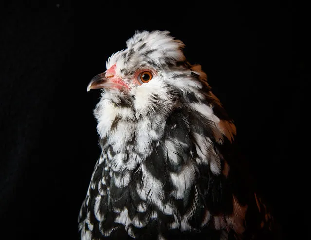 A rare Mottled Araucana is seen at the National Poultry Show on November 20, 2016 in Telford, England. (Photo by Leon Neal/Getty Images)