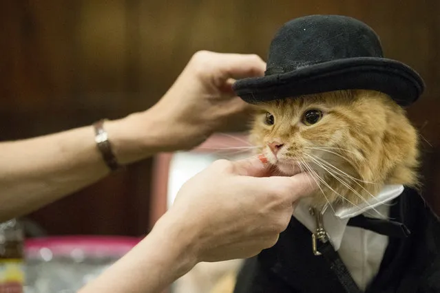 In this Thursday, August 2, 2018 photo, Sam Checo dresses her Mango backstage ahead of the cat fashion show at the Algonquin Hotel in New York. The Algonquin Hotel's annual feline fashion show was presided over by the historic Times Square establishment's 12th resident cat, a ginger boy with a theatrical name, Hamlet VIII. (Photo by Mary Altaffer/AP Photo)