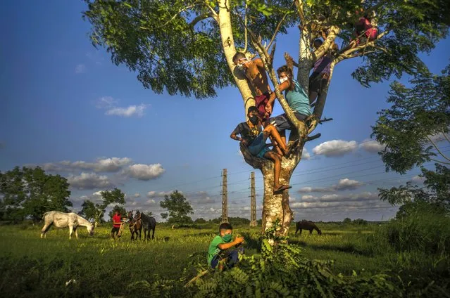 Wearing masks as a precaution against the spread of the new coronavirus, boys spend the afternoon on top of a tree, taking care of their grazing horses at sunset in Wajay, Havana, Cuba, Tuesday, October 13, 2020. (Photo by Ramon Espinosa/AP Photo)