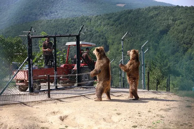 Two brown bears stand as workers prepare to throw food at them at the Bear Sanctuary in Pristina, Kosovo on July 18, 2023. (Photo by Fatos Bytyci/Reuters)