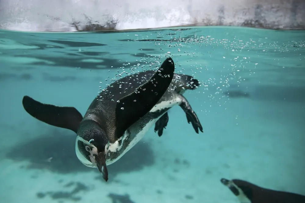 London Zoo Begins annual Animal Census