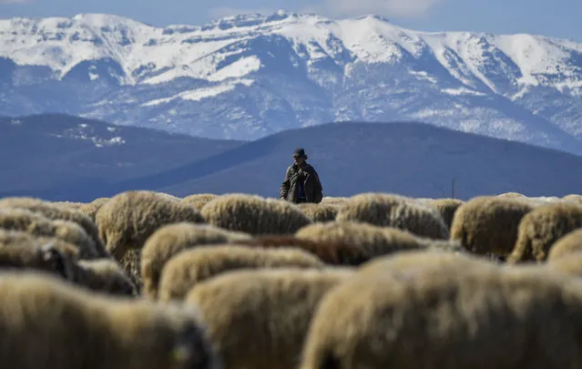 A shepherd leads his flock on March 30, 2021 near the village of Chemish, in the heart of Bulgaria's northwestern region, the poorest one in the European Union. Little is expected to be changed on the general elections scheduled for April 4 in the region, where one of the fastest demographic decline in the world meets a stagnating economy. (Photo by Nikolay Doychinov/AFP Photo)