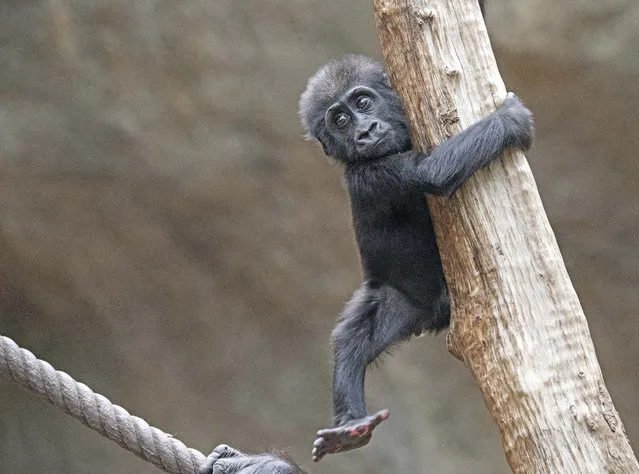 Baby gorilla Diara  explores its enclosure  at the  Zoo in Leipzig, Germany, Tuesday, February 17, 2015. Diara was born in March  2014. (Photo by Jens Meyer/AP Photo)
