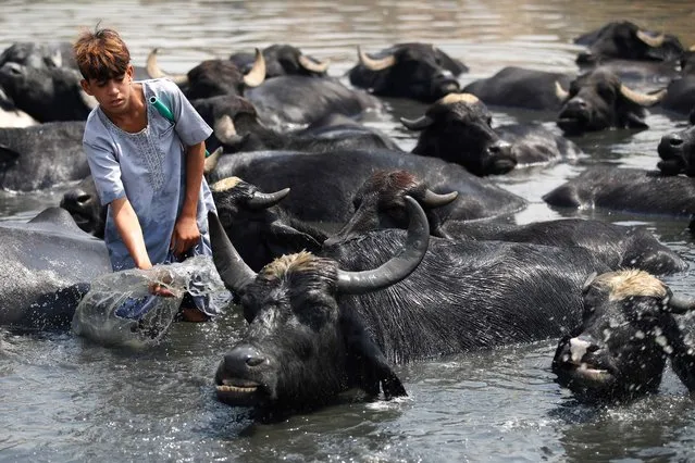 An Iraqi boy cools down his buffaloes in wastewater filling the dried-up Diyala river, which was a tributary of the Tigris river, east of Baghdad, on August, 22, 2023. (Photo by Ahmad Al-Rubaye/AFP Photo)