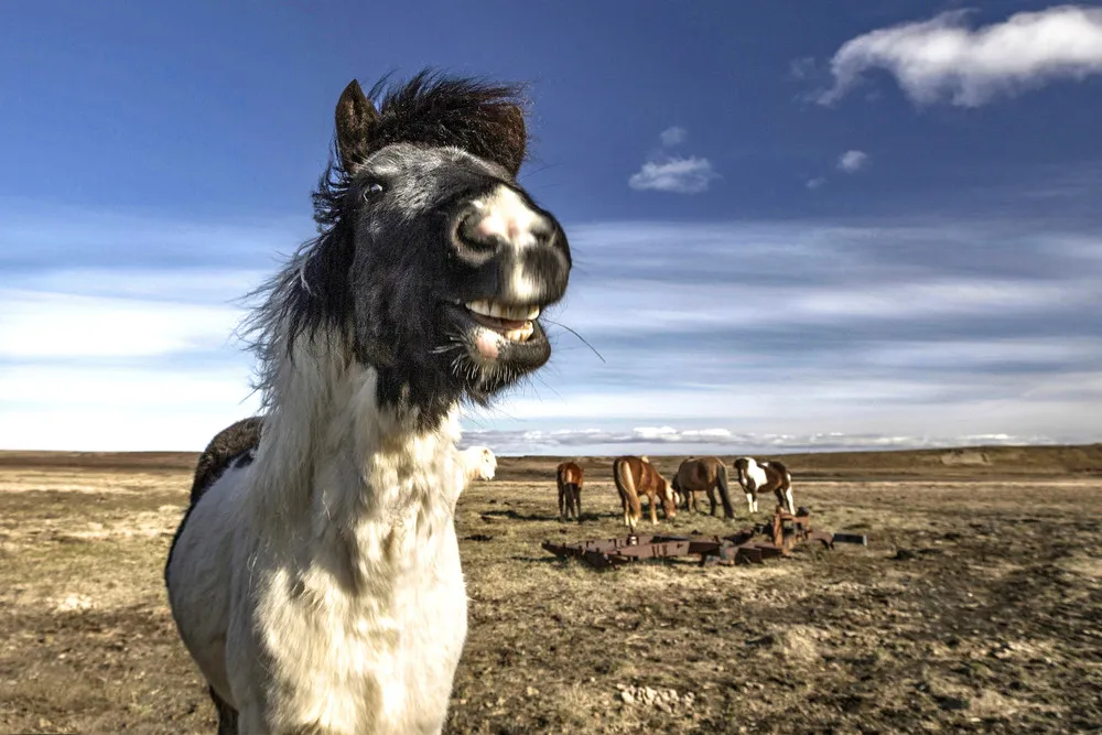 Iceland's Wild Horses