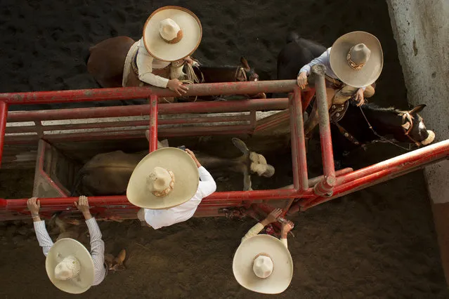In this February 26, 2015 photo, charros prepare a wild bull to run, as a competitor, right, waits to grab the bull's tail and attempt to flip it, in the steer tailing event at a charreada in Mexico City. If a charro fails to grab the bull's tail as it exits the gate, it can be very difficult to capture it and flip it within the distance allowed. (Photo by Rebecca Blackwell/AP Photo)
