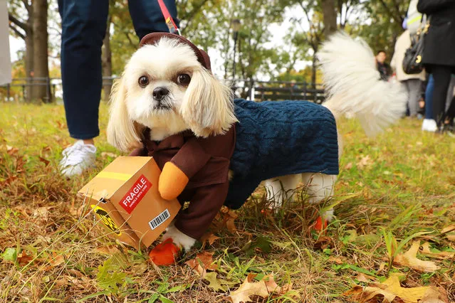 A dog dressed as UPS worker is seen during the 28th Annual Tompkins Square Halloween Dog Parade at East River Park Amphitheater in New York on October 28, 2018. (Photo by Gordon Donovan/Yahoo News)