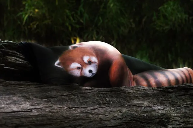 Using body paint and a woodland like location, Gesine appears to have created a model to look just like a red panda, Dortmund, Germany, October, 2016. An artist brings animals to life using body paint and contorted models. At first glance, these images could be mistaken for portraits of wildlife in their natural habitat were created with paper and paint. However, they are actually the incredible works of illusion by talented body painter Gesine Marwedel, who paints models to creates realistic animals. Marwedel, 29, from Dortmund, Germany has always been fascinated by the concept of transferring her designs to human bodies and her latest project features models posing in contorted positions. One image appears to show an elegant swan in a park pond, whilst another picture shows a mother penguin and its chick in a snowy landscape. (Photo by Gesine Marwedel/Barcroft Images)