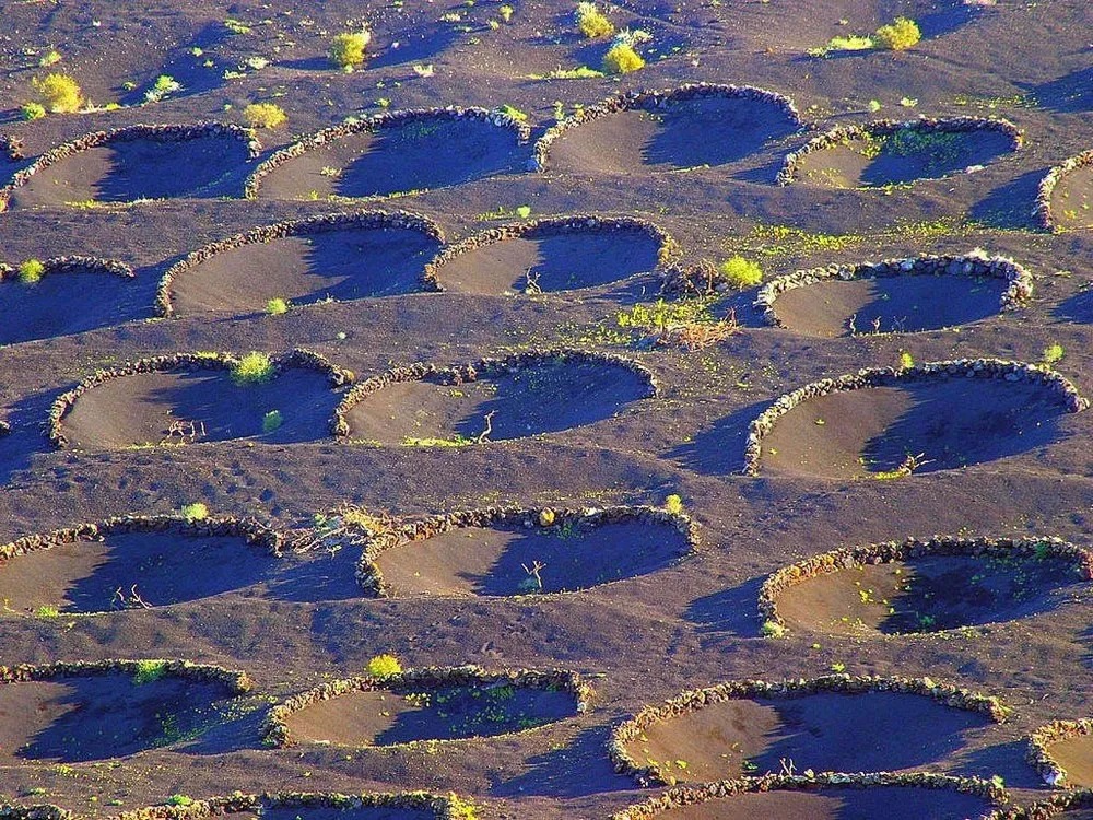 grapes-born-of-volcano-in-lanzarote-spanish