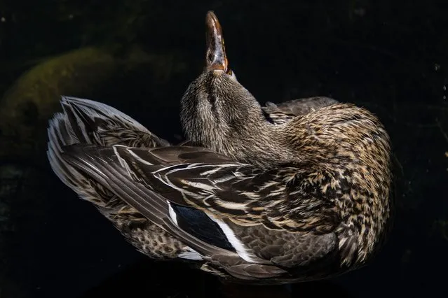A duck twists its neck as it cleans itself in the sun in a pond in Berlin on June 14, 2021. (Photo by John MacDougall/AFP Photo)