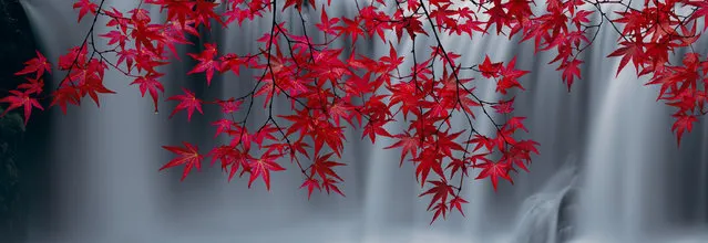 Scarlet leaves in front of a waterfall in Washington. (Photo by Peter Lik/Epson International Pano Awards 2018)