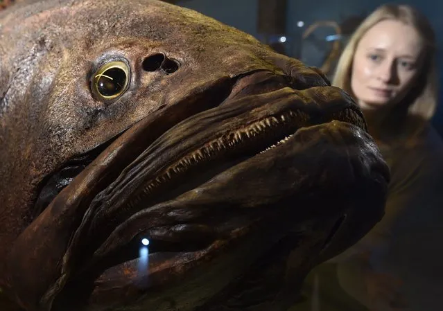 Museum employee Victoria views a giant grouper fish specimen at the Natural History Museum in west London March 25, 2015. It forms part of a new exhibition, “Coral Reefs: Secret Cities of the Sea”, featuring a panoramic virtual dive and over 250 specimens from the Museum's coral, fish and marine invertebrate collection, which opens on March 27. (Photo by Toby Melville/Reuters)