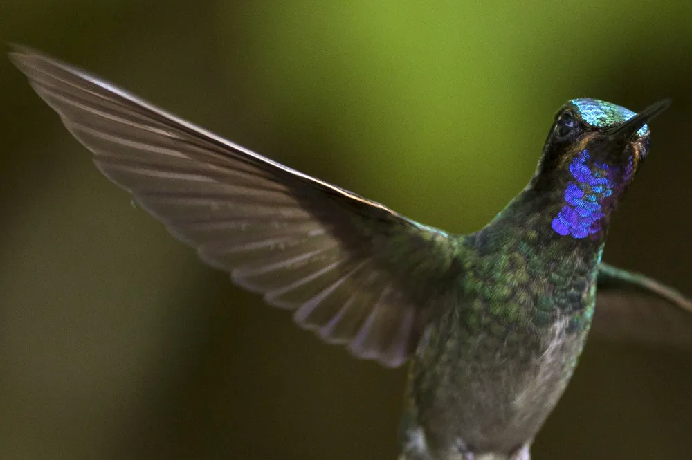 Hummingbirds of Costa Rica